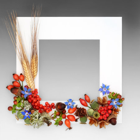 Floral Autumn Fall Thanksgiving Day nature background border with flowers, berry fruit, nuts, with white frame on white on gradient gray Vivid seasonal design for card, invitation, label.の写真素材