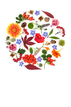 Abstract Autumn Thanksgiving leaves, flowers, nuts, berry fruit design on white background in circular shape Seasonal Fall composition for greeting card, label, gift tag, logo.の写真素材