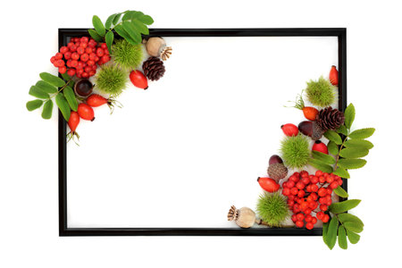 Autumn harvest festival background border with berry fruit and nuts with black frame on white. Festive floral Fall Thanksgiving nature concept for label, card, invitation, menu.の写真素材