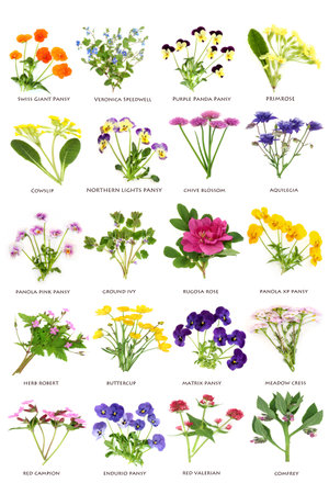 Edible European and British flowers and wildflowers large collection. Floral health food for seasoning, decoration and natural herbal medicine. Spring summer flora on white with titles.の写真素材