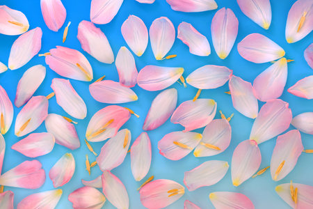 Pink Spring flower petals on gradient blue white background. Natural nature floral pattern for Springtime.の写真素材