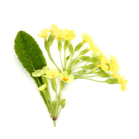 Primrose flower spring wildflower plant on white background. Used in floral food decoration and natural herbal medicine. Treats eczema, rheumatoid arthritis, PMS, menopause symptoms. Primula vulgarisの写真素材