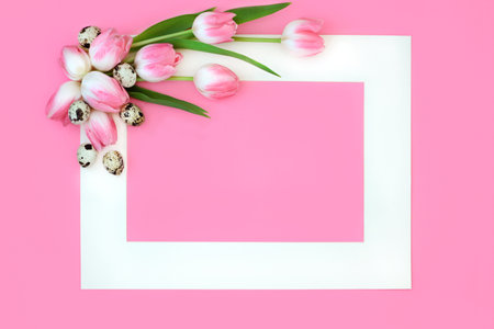 Easter pink tulip flowers and quail egg background with white frame. Minimal floral nature food design on pastel pink.の写真素材