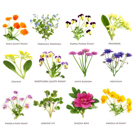 Spring summer flowers and wildflowers large collection. Floral health food for garnish, seasoning, decoration and natural herbal medicine. Spring summer flora on white with titles.の写真素材