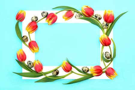 Quail eggs with red and yellow tulip flowers with white frame. Abstract composition on pastel blue background. Floral food design for Springtime and Easter.の写真素材