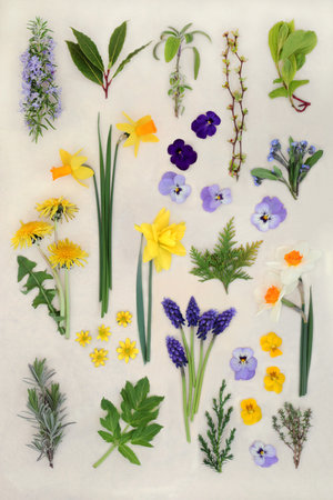 Spring flowers and herbs large collection on natural hemp paper background. Seasonal nature floral and fauna composition. Ingredients for alternative herbal medicine remedies.の写真素材