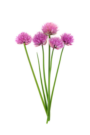 Chive blossom plant flowers on white. Used in food decoration and natural herbal medicine. Can improve memory functions, boost heart and bone health, treats parasitic worms. Allium schoenoprasum.の写真素材