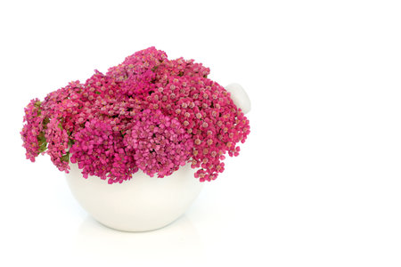 Achillea yarrow herb flower herbal medicine in a porcelain mortar with pestle. Treats hemorrhoids, wounds, bloating, flatulence. Used in food decoration amd seasoning. On white background.の写真素材