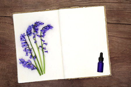 Bluebell flowers used in naturopathic herbal medicine with old hemp notebook and blue tincture bottle on rustic wood background. Floral nature study of British species.の写真素材