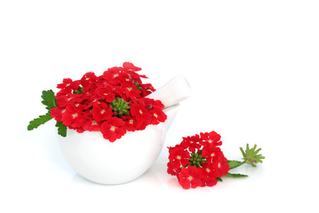 Red verbena herb flowers used alternative herbal medicine as a sedative, treats insomnia, depression, arthritis, heart conditions. On white. Peruviana endurascape.の写真素材