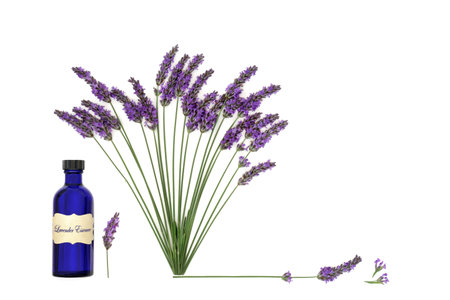 Lavender herb flower aromatherapy essential oil used in natural alternative herbal medicine. Abstract healthy adaptogen food floral nature design on white background.の写真素材