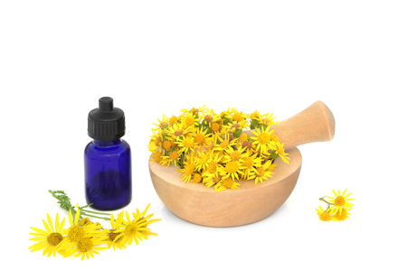 Ragwort flowers in a mortar on white with essential oil bottle. Used in natural herbal medicine to treat colic, rheumatism, painful periods, menopause symptoms, poisonous to livestock.の写真素材