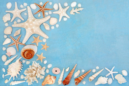 Sea shell abstract background border on rustic mottled blue. Natural nature design with large collection of shells.の写真素材
