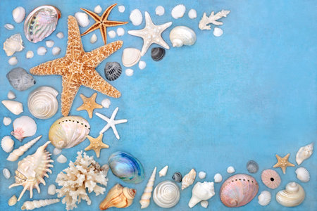 Abstract seashell large collection background border or rustic mottled blue. Beautiful sea life nature composition.の写真素材