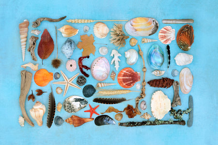 Nature study collage composition of natural objects with driftwood, seashells, feathers, flora, rocks. Detail on blue background.の写真素材