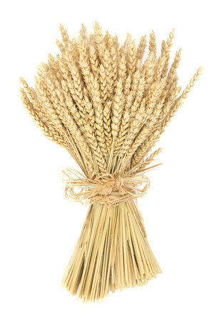 Wheat bundle decorative sheath tied with raffia bow on white background. Agricultural organic harvest summer autumn grain produce.の写真素材