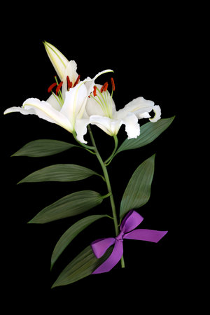 White lily flower symbol for in deepest sympathy, rememberance, order of service card on black with purple bow. In memoriam funeral RIP condolences concept.の写真素材