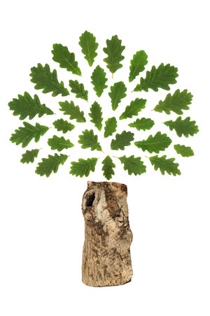 Oak tree leaf green abstract save the trees environmental logo on white. Druid symbol of strength nature leaf foliage surreal design logo, greeting card.の写真素材