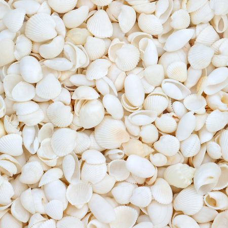 White seashell background with large collection of small beach shells. Nature marine life decorative composition for summer theme greeting card.の写真素材