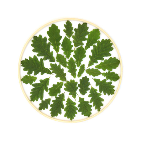 Oak tree  leaf green wreath wooden frame background border on white. Druid nature leaf foliage symbol for environmental logo, greeting card.の写真素材