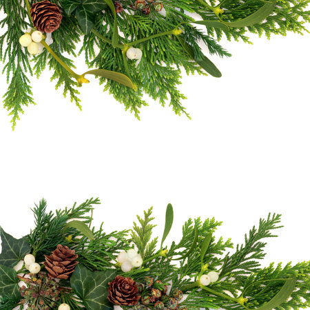 Winter solstice flora Christmas background border on white. Mistletoe berries, ivy, cedar fir greenery. Natural  frame decoration, wicca, pagan, druid nature symbols..の写真素材