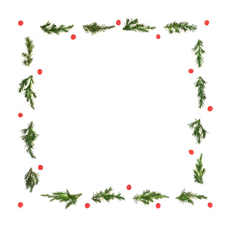 Christmas winter juniper fir holly berry background border on white. Minimal solstice festive design for the holiday season, gift card, greeting card, label. Square shape.の写真素材