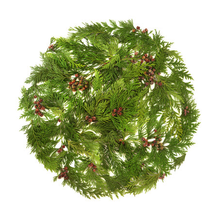Winter cedar fir leaf sprigs, pinecones for natural Christmas decoration on white background, Nature flora green logo abstract composition.の写真素材