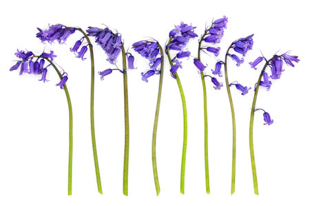 Bluebell flower Spring abstract arrangement on white background. Symbol of May Day, Beltane, Springtime, natural woodland wildflower for greeting card.の写真素材