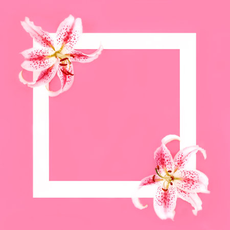 Pink and white lily flower beautiful background border composition, white frame. Feminine design for birthday, anniversary, mothers day, wedding invitation or greeting card.の写真素材