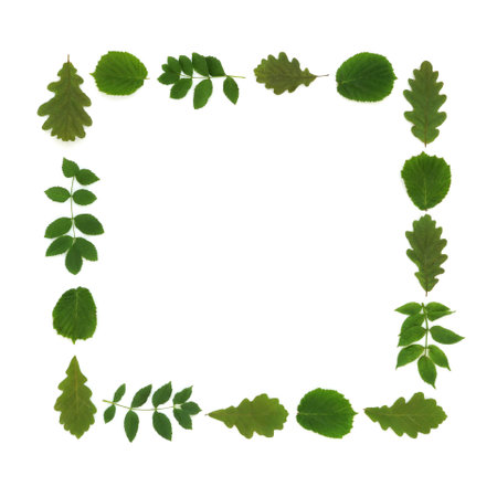 Oak ash and hazel leaf green square shape wreath. Spring Summer Druid symbol of love, strength, renewal and protection of ancient natural earth magic on white.の写真素材