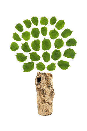 Hazel tree surreal green leaf and trunk symbol on white. Druid nature abstract logo for environmental ecology or greeting card.の写真素材
