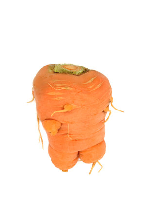 Forked carrot ugly root vegetable on white. Deformed produce caused by rocky soil conditions, uneven watering conditions, pests or pythium fungus.の写真素材