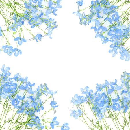 Summer delphinium flower background border on white. Nature floral frame of delicate blue flowers for greeting card, label or gift tag.の写真素材