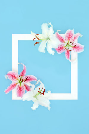 Pink white lily flower spring summer background border on blue, floral white frame design for birthday, anniversary, mothers day, wedding invitation or greeting card.の写真素材