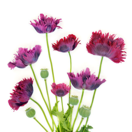 Oriental purple poppy flowers and seed heads on white background. Summer nature floral design for greeting card. Used in natural herbal medicine.の写真素材
