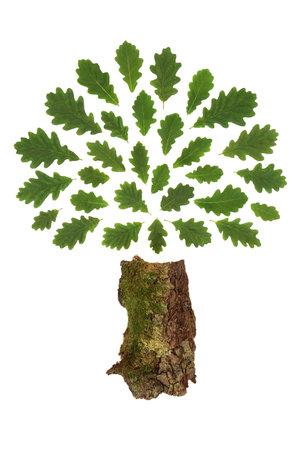 Oak tree green leaf surreal design on white background. Abstract Druid and environmental save the trees nature symbol for greetings card.の写真素材