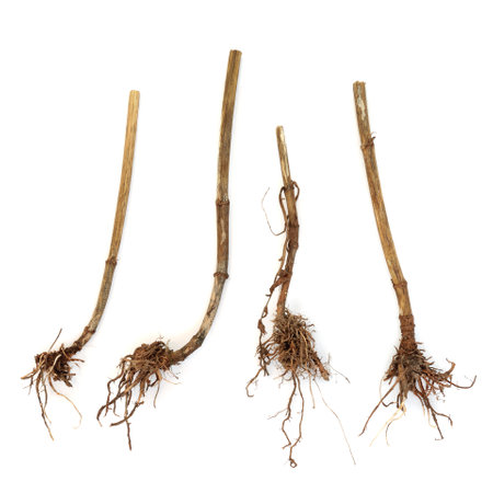 Valerian herb root alternative herbal medicine on white background. Used to treat insomnia, stress, anxiety, digestive health, menstrual cramps. Natural healing.の写真素材