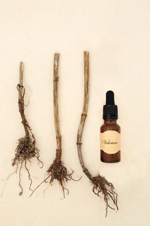 Valerian herb root herbal medicine, essential oil bottle on hemp paper background. Used to treat...