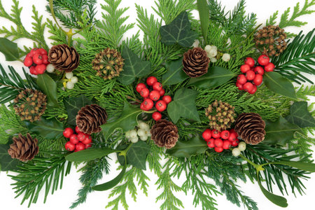 Traditional Christmas nature background with green red flora of holly, mistletoe berries, ivy, fir, pine cones. Festive Xmas design for holiday season on white.の写真素材