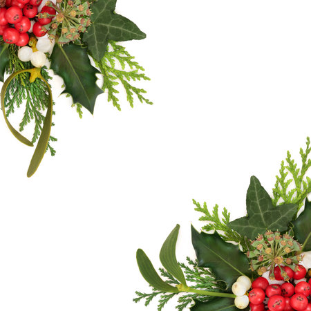 Winter solstice nature Christmas background border on white. Traditional flora of holly, ivy, fir, mistletoe. Wicca Druid Pagan holiday festive season symbols.の写真素材