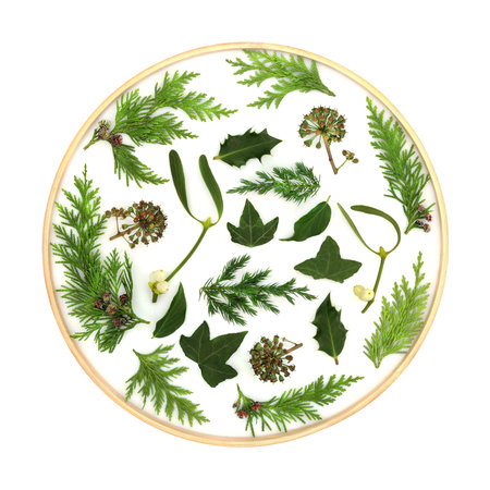 Christmas winter greenery abstract nature solstice design with mistletoe, ivy, cedar, juniper fir with wooden frame on white.の写真素材