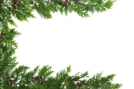 Winter cedar leaf christmas greenery background flora fauna frame border on white. Natural nature...