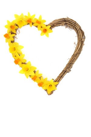 Romantic abstract heart shape daffodil narcissus flower woven wreath on white. Spring season, floral...
