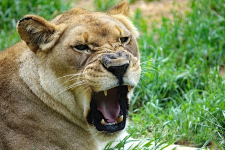 Lioness Roarsの写真素材