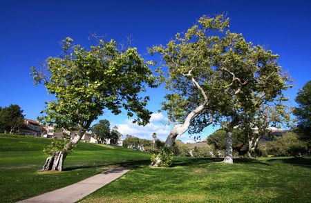Leaning Trees On Golf Course With Houses In Background  