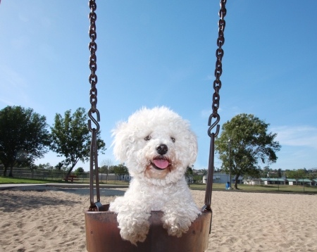 Happy Dog On Park Swingの写真素材