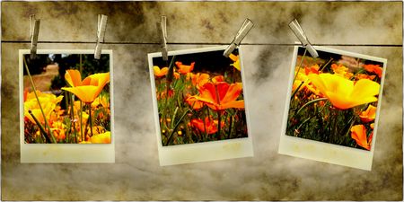 Beautiful Poppy Flower Photos Hanging On Line With Clothespins