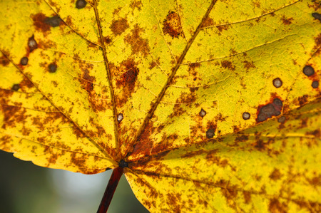 detail of a maple leaf
