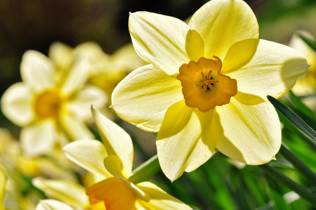 yellow daffodil in the back lightの写真素材