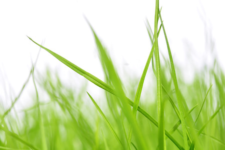 young grass in front of white backgroundの写真素材